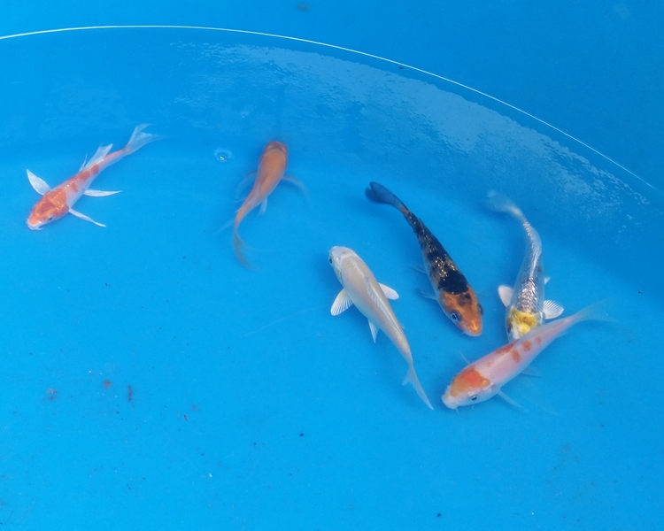 Small Koi and Butterfly Koi Pack - 3-4"